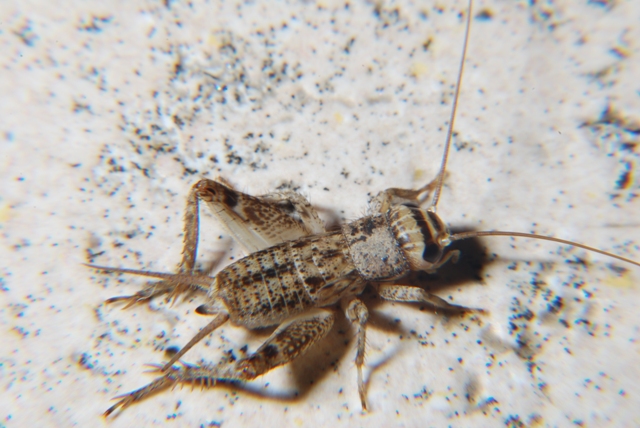 Eumodicogryllus bordigalensis (neanide)